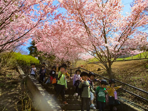 4月お花見